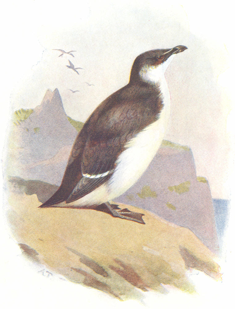 BIRDS. Razor Bill  1901 old antique vintage print picture